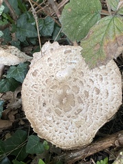 Chlorophyllum olivieri