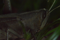 Schistocerca camerata
