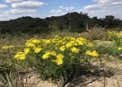 Senecio pinnatifolius