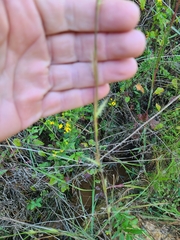 Andropogon virginicus