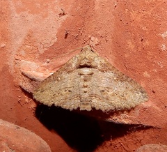 Pericyma cruegeri