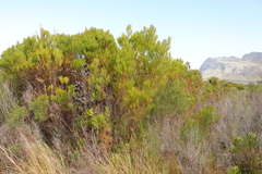 Leucadendron xanthoconus