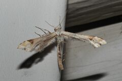 Platyptilia carduidactylus