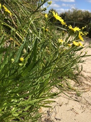 Senecio pinnatifolius