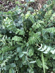 Sanguisorba minor