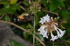 Macroglossum bombylans