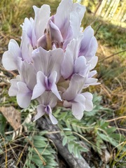 Oxytropis sericea