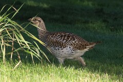 Tympanuchus phasianellus