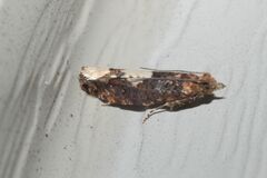 Epinotia trigonella