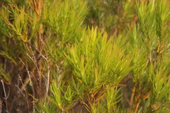 Leucadendron xanthoconus