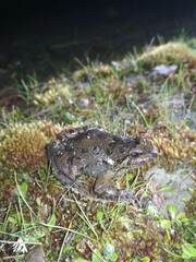 Discoglossus galganoi