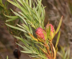 Leucadendron xanthoconus