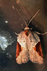 Acleris macdunnoughi