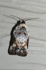 Acleris nivisellana