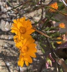 Oedera imbricata