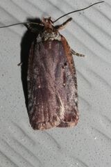 Agonopterix lythrella
