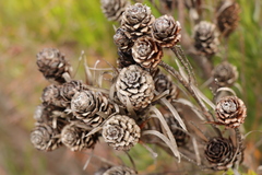 Leucadendron xanthoconus
