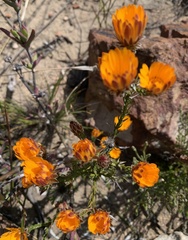 Oedera imbricata