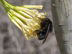 Bombus terrestris canariensis
