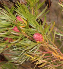 Leucadendron xanthoconus