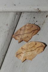 Prochoerodes lineola