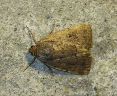 Amphipyra pyramidea