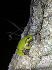 Hyla meridionalis