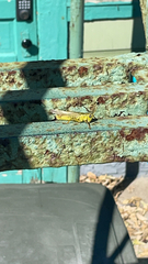 Melanoplus differentialis