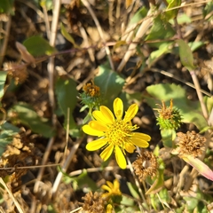 Grindelia stricta