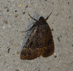 Amphipyra pyramidea