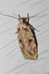 Agonopterix canadensis