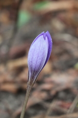 Crocus speciosus