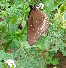Papilionoidea