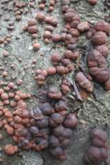 Hypoxylon fragiforme