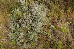 Plecostachys serpyllifolia