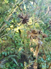 Bidens frondosa