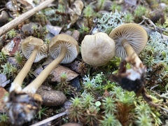 Cyanula