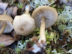 Cyanula