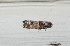 Eucopina tocullionana