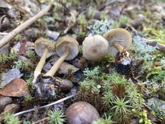 Cyanula