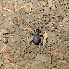 Scaphinotus angusticollis