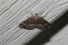 Euphyia intermediata