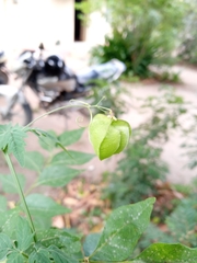 Cardiospermum halicacabum