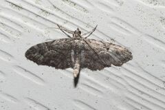 Eupithecia interruptofasciata