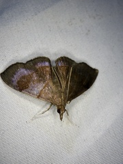 Clupeosoma cinereum
