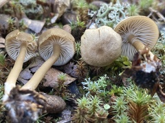 Cyanula