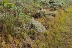 Plecostachys serpyllifolia