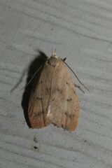 Machimia tentoriferella