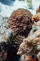 Montastraea cavernosa