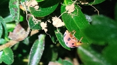 Diekeana admirabilis